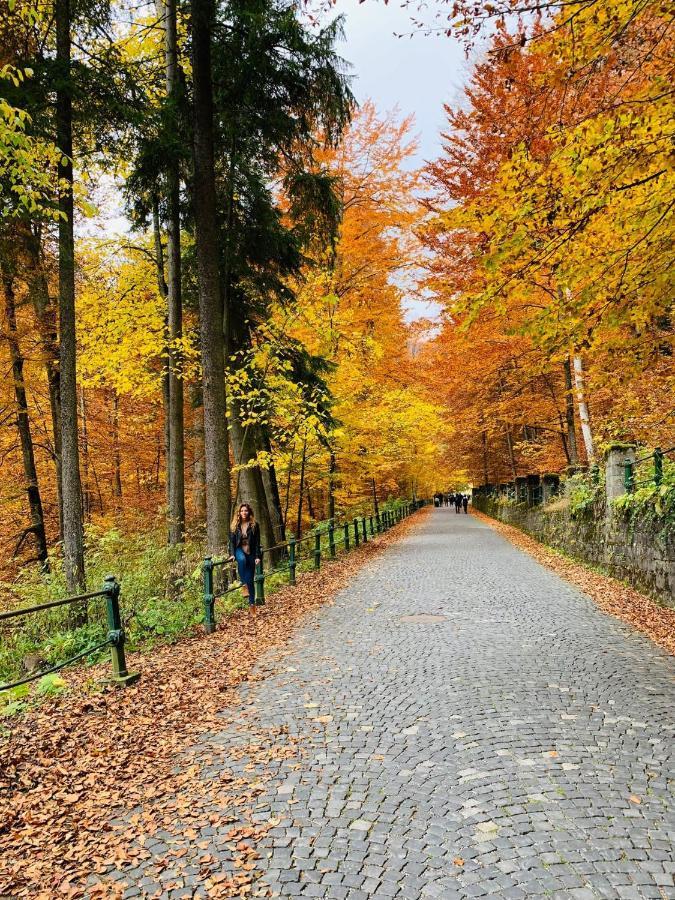 Wood Studio Sinaia Dış mekan fotoğraf